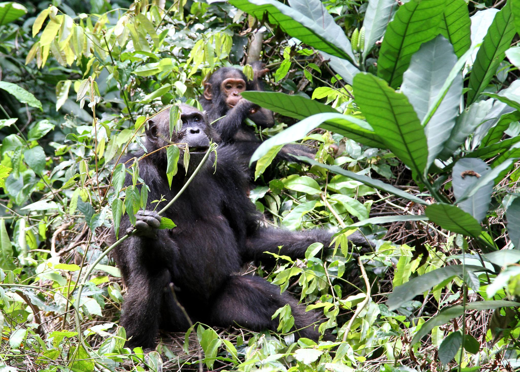 Gombe_Stream_National_Park_Chimp_69