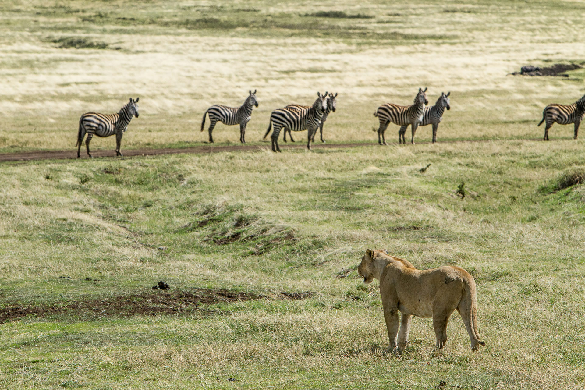 Tanzania Safari With Fondness Vacations (1)