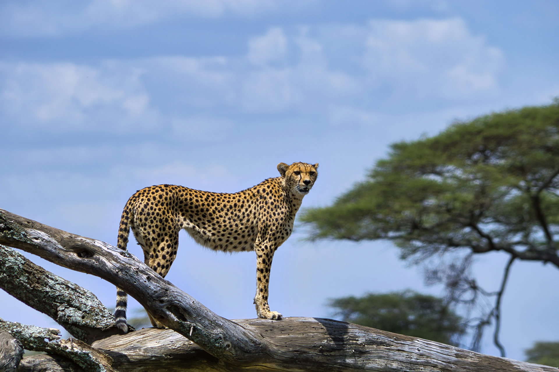 Tanzania Safari With Fondness Vacations (24)