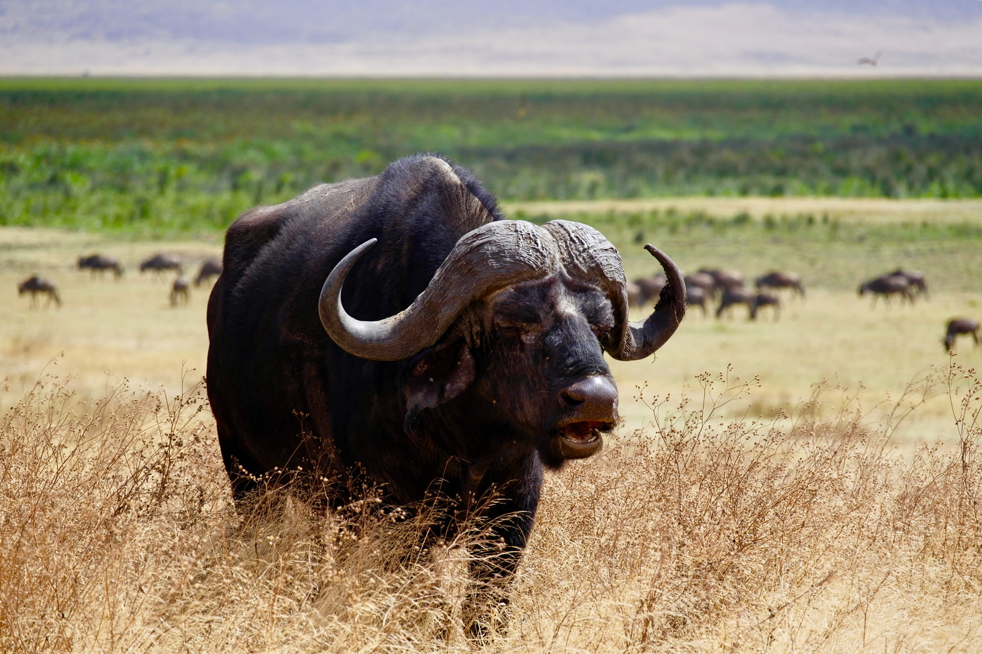 Tanzania Safari With Fondness Vacations (25)