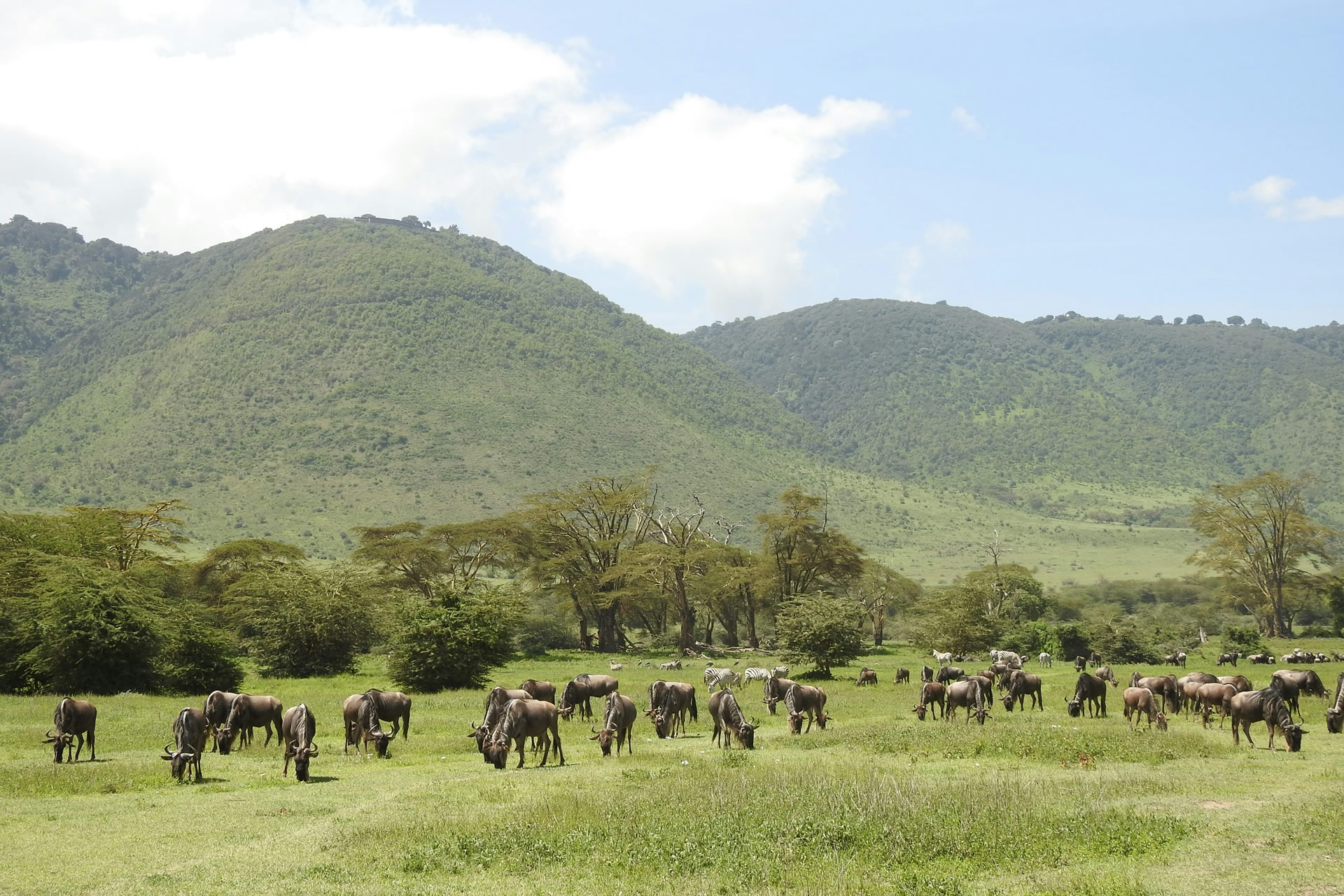 Tanzania Safari With Fondness Vacations (28)
