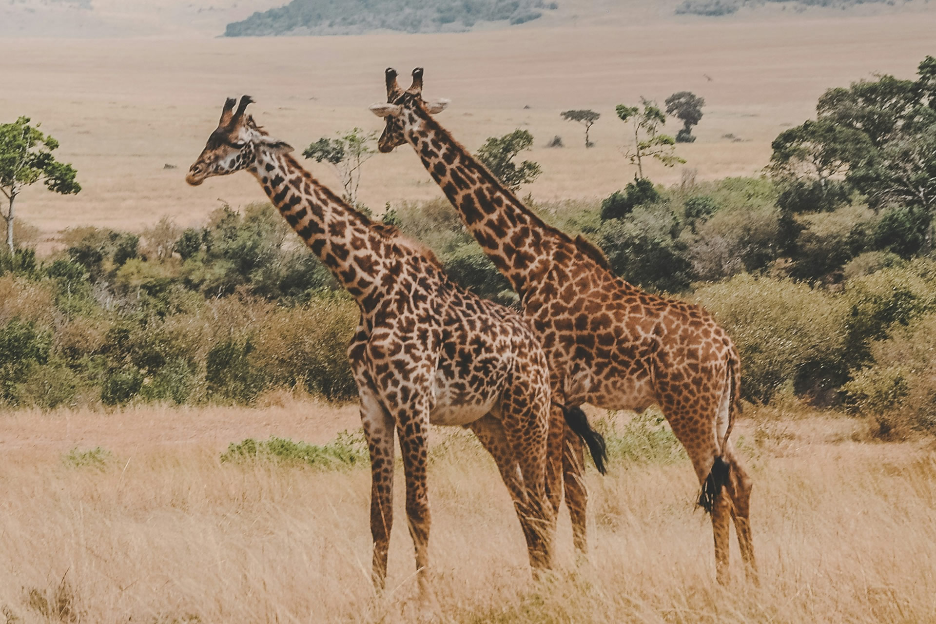 Tanzania Safari With Fondness Vacations (32)